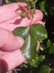 Rosa