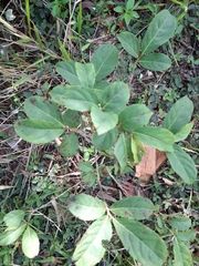 Magnoliopsida