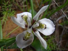 Moraea ciliata