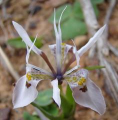 Moraea ciliata