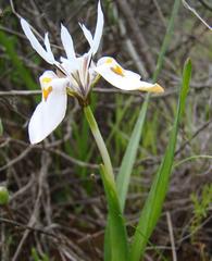 Moraea ciliata