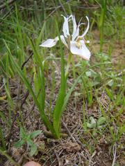 Moraea ciliata
