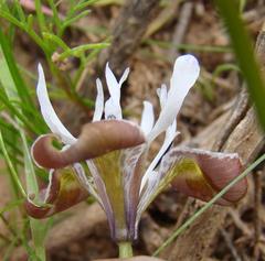 Moraea ciliata