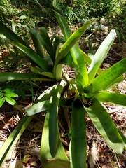 Liliopsida