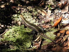 Zonosaurus haraldmeieri