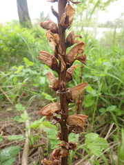 Orobanche laxissima