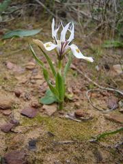 Moraea ciliata