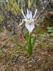 Moraea ciliata