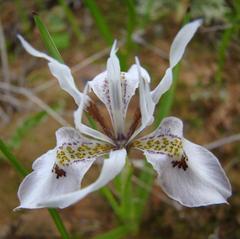 Moraea ciliata