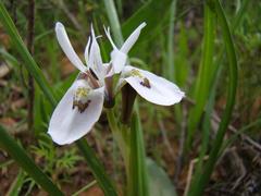 Moraea ciliata