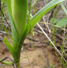 Moraea ciliata