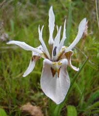 Moraea ciliata