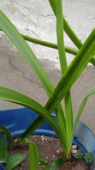 Hymenocallis littoralis