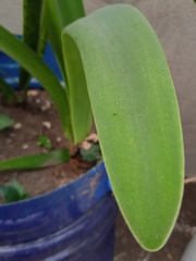 Hymenocallis littoralis