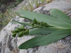 Freesia caryophyllacea