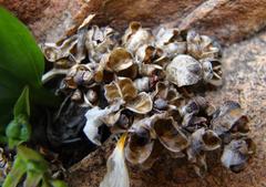 Freesia caryophyllacea