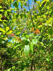 Rubiaceae
