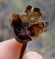 Freesia caryophyllacea