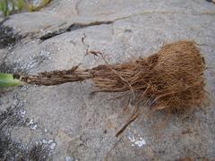 Freesia caryophyllacea