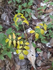 Magnoliopsida