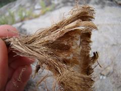 Freesia caryophyllacea