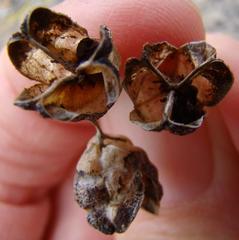 Freesia caryophyllacea