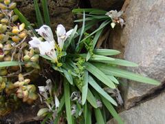 Freesia caryophyllacea