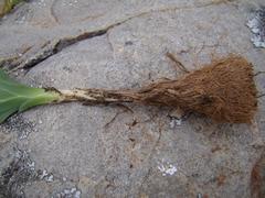 Freesia caryophyllacea