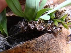 Freesia caryophyllacea