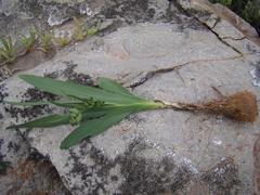 Freesia caryophyllacea