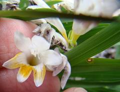 Freesia caryophyllacea
