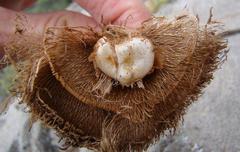 Freesia caryophyllacea