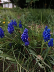 Muscari