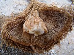 Freesia caryophyllacea