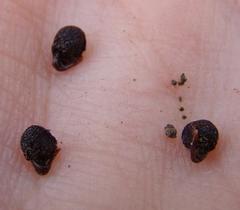 Freesia caryophyllacea