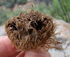 Freesia caryophyllacea