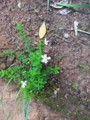 Chaenostoma cordatum
