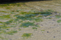 Ulvaceae