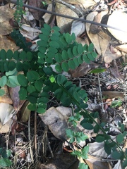 Magnoliopsida