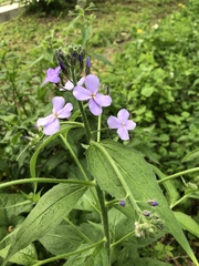 Hesperis matronalis