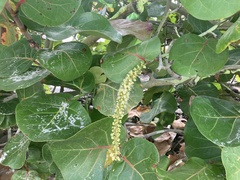 Coccoloba uvifera