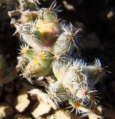 Trichodiadema marlothii