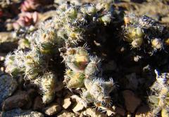 Trichodiadema marlothii