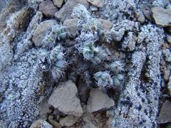 Trichodiadema marlothii