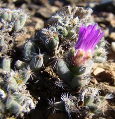 Trichodiadema marlothii