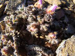 Trichodiadema marlothii