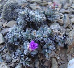 Trichodiadema marlothii