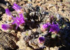 Trichodiadema marlothii