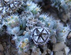 Trichodiadema marlothii