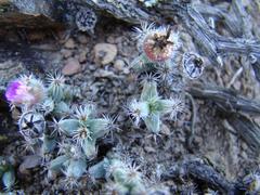 Trichodiadema marlothii